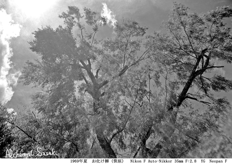 Old 蓼科の空と樹と　お化け柳-18