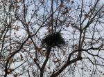 鳥の巣２