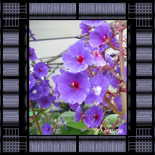 ブラインド枠ーシニア(紫の花）