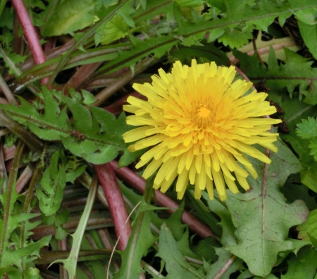 花