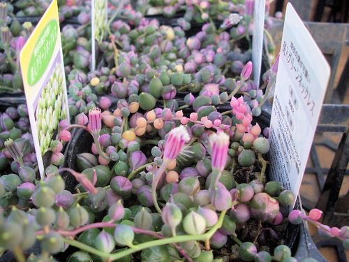 斑入りのグリーンネックレスでエレガントな寄せ植えに 宿根草のお店 ワイズペレニアル のブログ