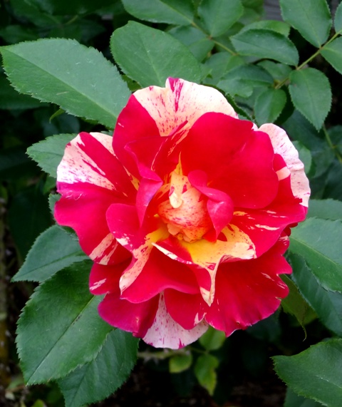 DSC04479.jpg