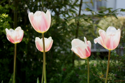 tulip13042.jpg