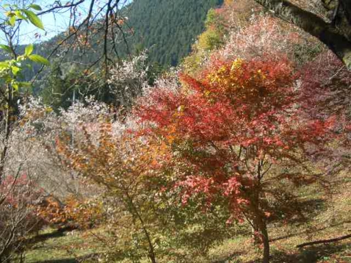 城峯公園紅葉と桜