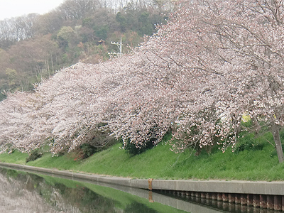 千年橋の桜