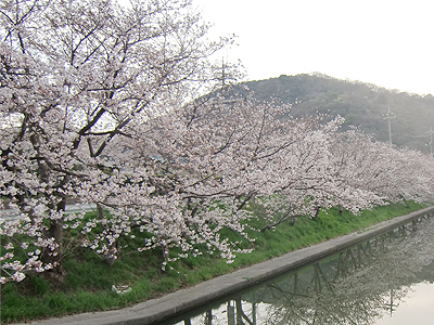 千年橋の桜