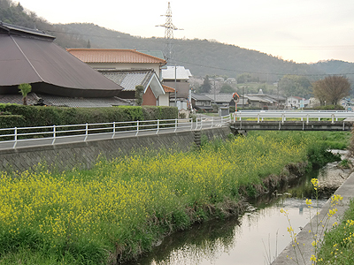 山南川中流に自生する菜の花