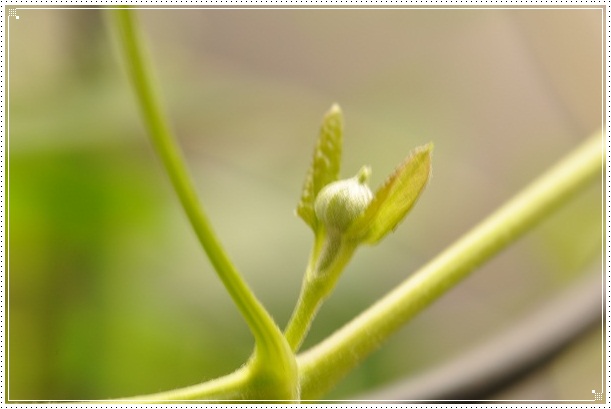 クレマチス・ポンパドールの花芽