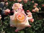 神代植物公園の薔薇（ダイアナ プリンセス オブ ウェールズ）