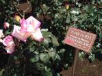 神代植物公園の薔薇（プリンセス・ドゥ・モナコ）
