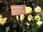 神代植物公園の薔薇（天津乙女）