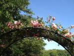 神代植物公園の薔薇