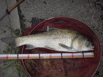 中川　ガリ鯉ベラ　43cm