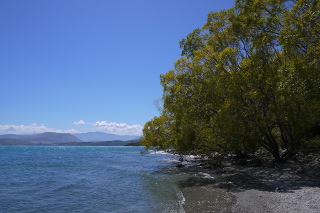 ワカティプ湖半の柳の木