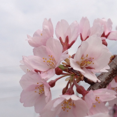 会津若松の桜