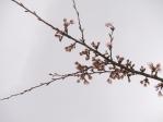 桜の開花宣言