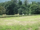 センブリの収穫風景