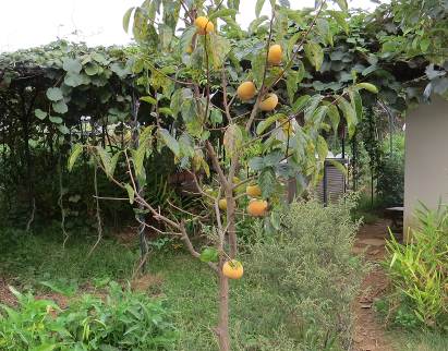 次郎柿菜園10月