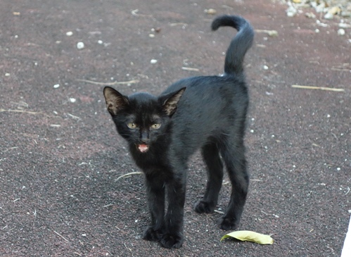 DSC01243 -黒子猫