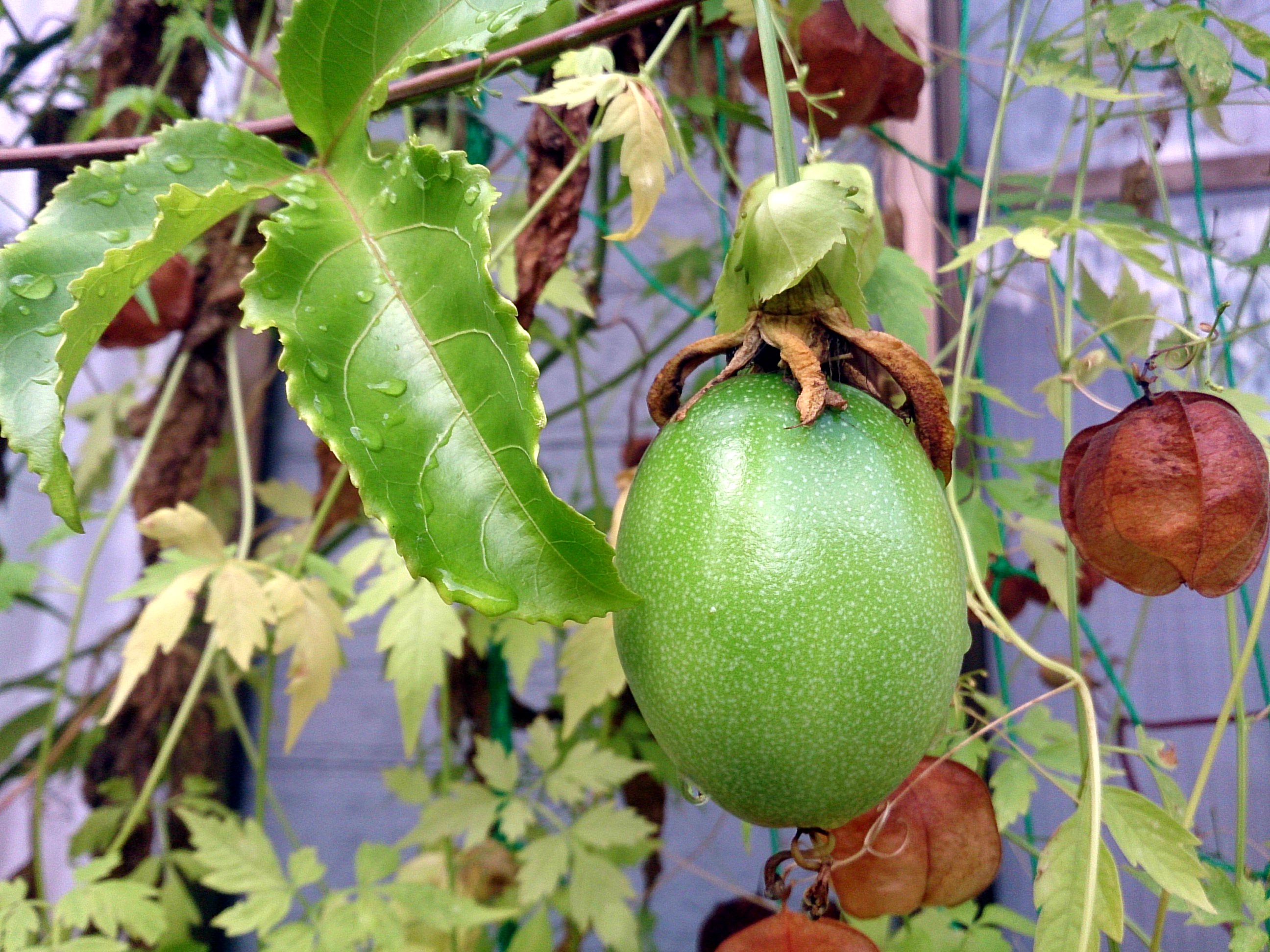 PassionFruit-Fruition_20141003.jpg