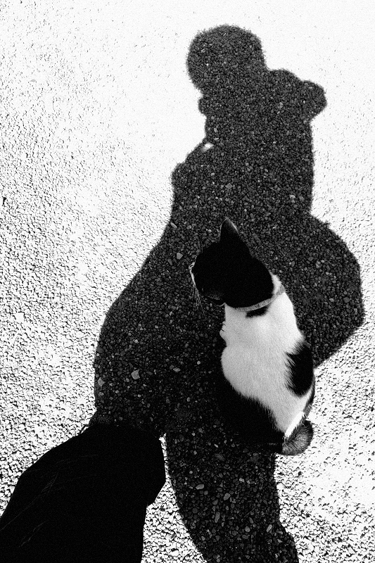 影の中にいるネコ