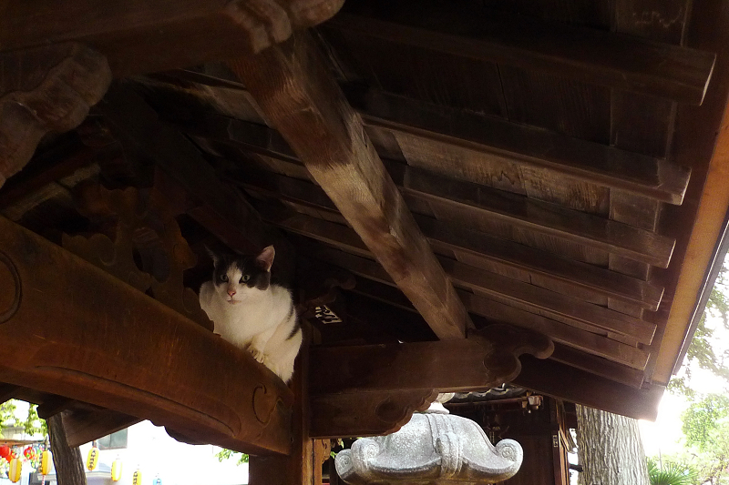手水舎の屋根裏のネコ