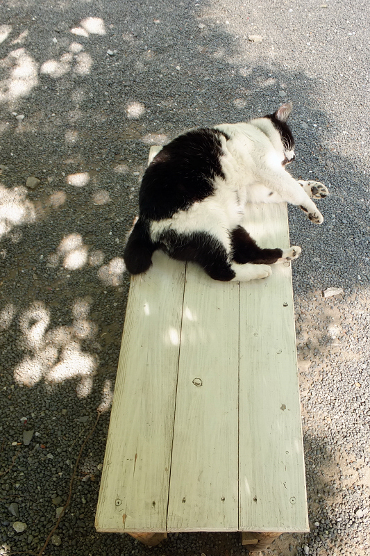 木漏れ日と白ベンチのネコ