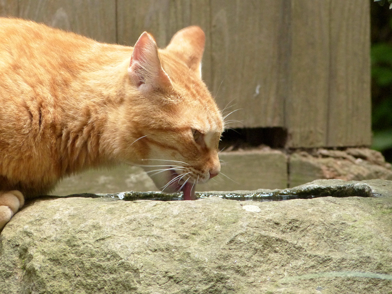 石手水で水を飲むネコ