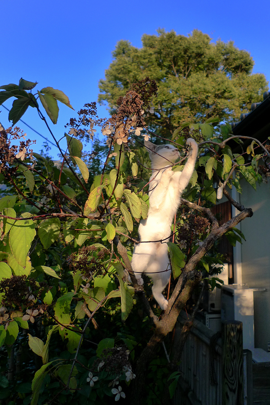 木に登って何かを捕まえるネコ