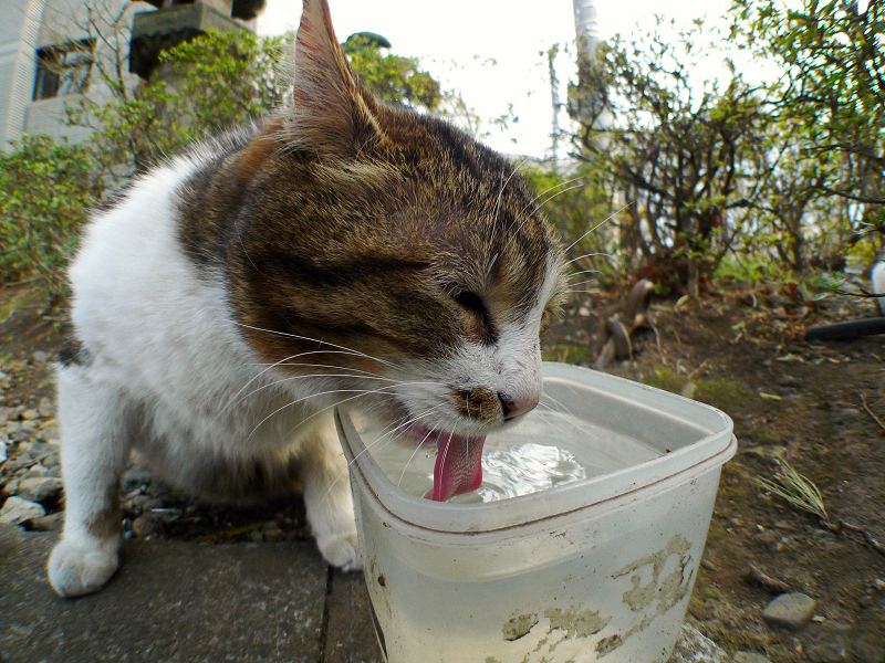 長い舌を出して水を飲むネコ