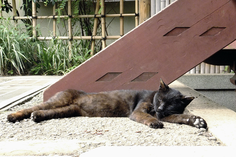 暑くて伸びてる黒ネコ