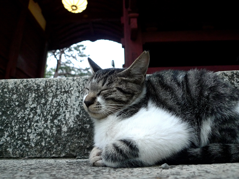 お寺の階段で佇むネコ