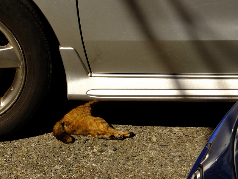 車の下のネコ