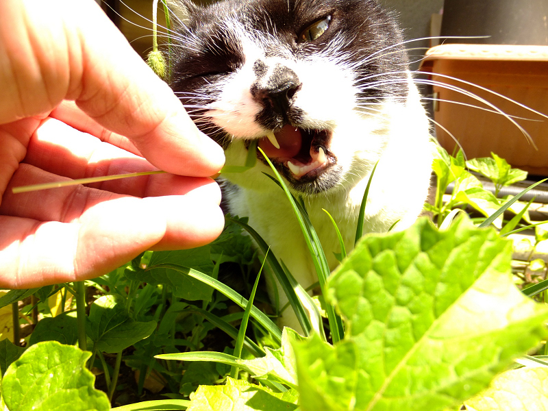 草に食らいつくネコ