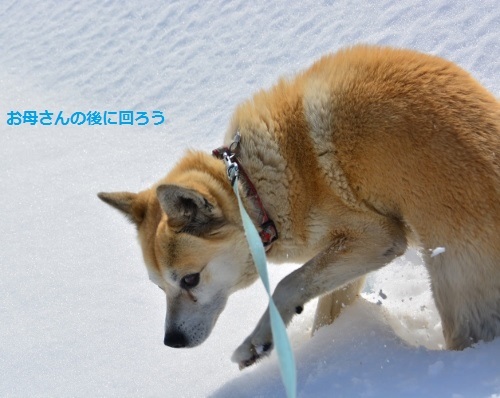 雪散歩３