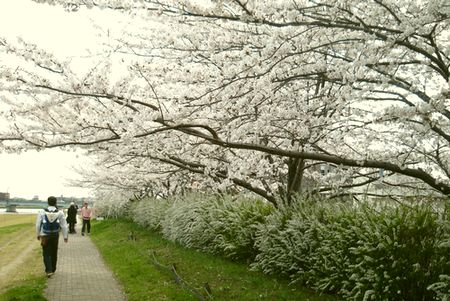 やすらぎ堤の桜
