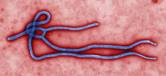 pub_wiki_Ebola_virus_virion534.jpg