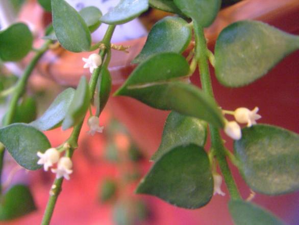 ディスキディア ルスキフォリア (Dischidia ruscifolia) =ミリオンハート～小さい白い花こっそり開花中♪2013.08.16