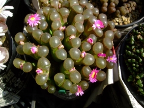 緑のオフタルモピンク花つぼみがいっぱい上がってきました（＾◇＾）2013.10.15