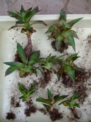 クラッスラ アルバ(Crassula alba var. parvisepala ) バラバラにしてみました♪株分け＆挿し木＆葉挿しもしてみます♪2013.06.26
