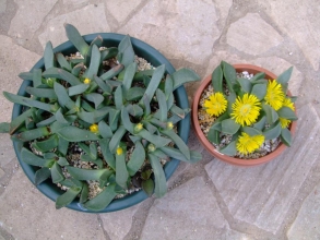 右：開花中～プレイオスピロス　如来（にょらい）（Pleiospilos dekenahi）左：蕾上がりちゅう～陽光（ようこう） （Pleiospilos compactus ssp. canus） ？同じ？葉の長さが違うような・・・どちらなのでしょう？20