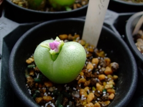 コノフィツム　ピランシー（Conophytum pillansii）咲きそうですがまだです♪2013.10.23