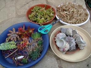 小さいサザエの貝殻に多肉を水苔で植えるのに凝っています♪暇なの～（＾－＾）2013.11.15