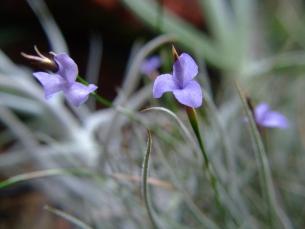 チランジア　バンデンシス（Tillandsia bandensis)の小さい芳香ブルー花～♪