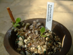 チレコドン ヒルチフォリウム(Tylecodon hirtifolium) 初夏に落葉して休眠していましたがお目覚め～（＾－＾）2013.10.27