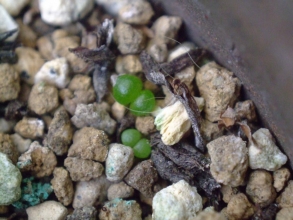 チレコドン ヒルチフォリウム(Tylecodon hirtifolium) 初夏に落葉して休眠していましたがお目覚め～（＾－＾）こぼれ種発芽だったら嬉しい～観察します♪2013.10.27
