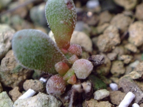 クラッスラ　ナマクエンシス　コンプトニー（Crassula namaquensis ssp. Comptonii）葉挿しはこっそりでき始めました（＾－＾）2013.10.25