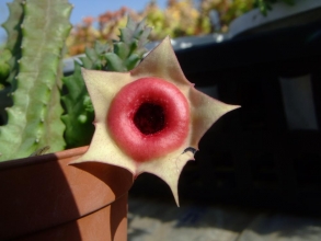 フェルニア　インシグニフローラ（Huernia insigniflora) 柄のないシンプルなお花～何か叫びた気な・・・赤い唇（＾◇＾）2013.11.11