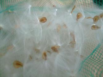 カラルマ　メラナンサ（Caralluma melanantha）=（Orbea melanantha）？羽綿種がふわふわです～♪2013.06.06