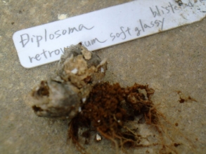 抜いて見るとディプロソマ　レトロベルサム（玉藻）（Diplosoma　retroversum）生きているか死んでいるか・・・2013.10.28